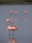 356 Flamingos.JPG (50 KB)